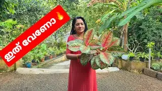 😍ശശികലേച്ചിയുടെ വീട്ടിലെ അഗ്ലോണിമചെടികൾ😍🍀📞9526409624📞🍁#happy #garden #gardenplants 