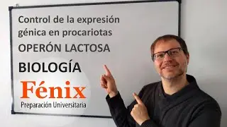 Operón Lactosa Lac