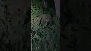 #TigerVillaresort#nightsafari sighting of cheetah