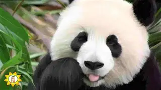Cute Animals in the Wild 🦁 Adorable Cubs🌴Relaxing Video Music #cats #nature #relaxingmusic #shorts