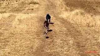 GALGOS y LIEBRES EN CAMPO, COMUNIDAD DE MADRID 11 - 10 - 2025
