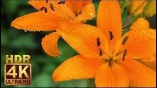 Real HDR 4K Ultra HD Beautiful Flowers with Nature Sounds   Orange Lily & Water