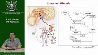 Stress, HPA axis and Depression