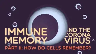 Immune Memory and the Coronavirus Part II: How do cells remember?