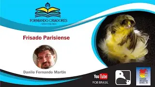 Canário de Porte Frisado Parisiense - conheça o canário de raça