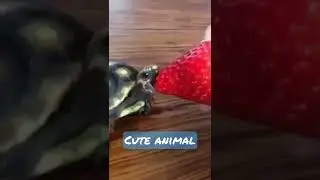 So SWEEEEEEEEEEET hug  a turtle