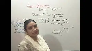 Class 9th Tissues(Animal tissue) RBSE#cbse#icse#video