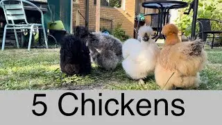 Five silkie chickens free ranging in the backyard #silkies #chicken #backyardchickens 
