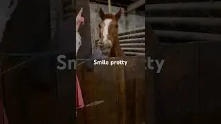 Benefits of teaching your horse to smile. #horse #shorts #funny
