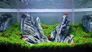 Building an Iwagumi with Handmade Concrete Rocks