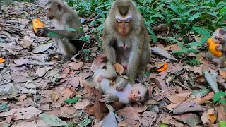 Why need discipline this time while lynx eat Delicious Mango !