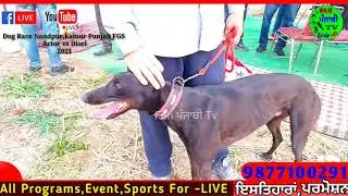 Actor vs Disel dog Race 2021 Nandpur kalour Fatehgarh sahib Punjab (india) Track Race nandpur Punjab