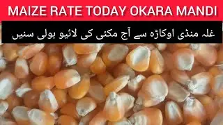 MAIZE RATE TODAY OKARA MANDI PUNJAB PAKISTAN live boli okara mandi 07.02.2026