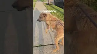 Long Island Pet Service #petservice #shorts #shortvideos #fypyoutube #petbusiness #petbusinessowner
