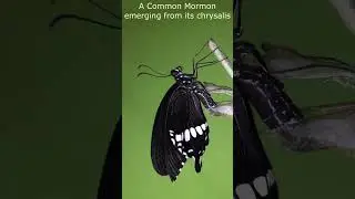 A Common Mormon emerging from its chrysalis. #butterfly #biology #lifestages #butterflylifecycle