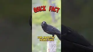 Did you know how long do crows live in the wild?