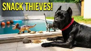 70lb Cane Corso Puppy vs Tiny Snack Thieves! 🦎🦔 Zoe's EPIC Barking Meltdown in Dino Backyard!