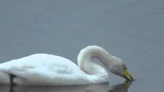 Whooper Swan close up WWT Welney Wetland Centre  Norfolk UK 26Nov15 325p