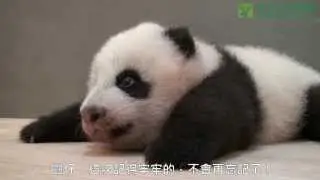 石虎不是貓咪 A Leopard Cat is not a Kitty