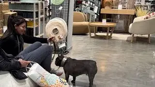 Dog&rsquo;s happy life in Barcelona, Spain