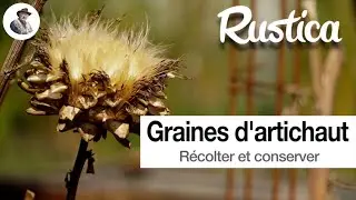R&eacute;colter les graines d&rsquo;artichaut