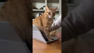 Orange Tabby Chaos: The Cat Who Causes Trouble and Never Feels Guilty. EP. 8 #cat #meowmeowstory