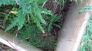 Allotment Audit June 2020