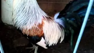 REGULAR GREY BROOD COCK