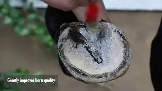 How to apply Leovet&reg; Hoof Lab Natural Oil Balm with Biotin