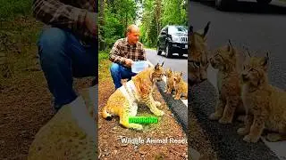 Dying Lynx Gets SAVED By Generous Man! #usa #animals #animalrescue
