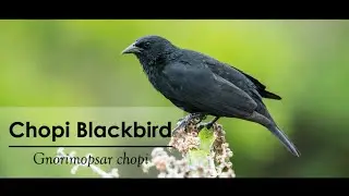 Chopi Blackbird | Burung Hitam yang Cerewet