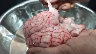 ஆட்டு மூளை சுத்தம் செய்வது எப்படி|How to clean goat brain|fry|moolai Varuval|Aatu moolai peppermasal
