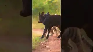 Prey That Fights Cute | Tiger vs Wild Bull #animalfight #animalshorts #aivideo #viralshorts