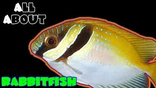 All About The Two Barred Rabbitfish