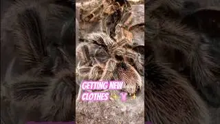 Grammostola rosea getting a fresh outfit 👗 Chilean Rosehair tarantula moulting