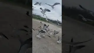 Seagulls eating