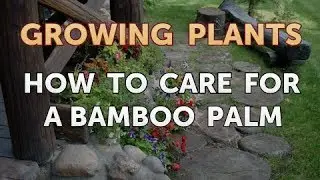 How to Care for a Bamboo Palm