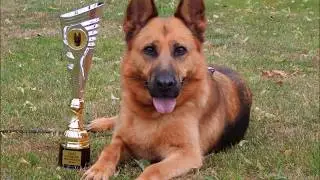 VD2, V7, V1 Nej. veter&aacute;n Trinita z Henmonu - in memory of my most beloved GSD female