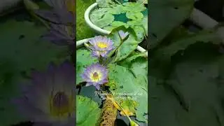 Green Smoke Waterlily