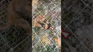 Induk monyet ini menyelamatkan anaknya