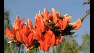 Palash or Moduga Flowers | On Either Sides of the Road | Drawing Attention at Nirmal