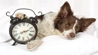 Can Dogs Tell Time?