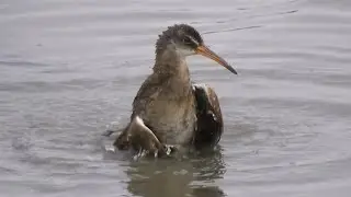 Clapper Rail takes a salty bath - Delaware Bay