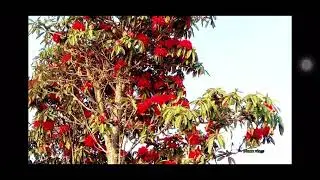 Ram hla - Tlem Tlem
