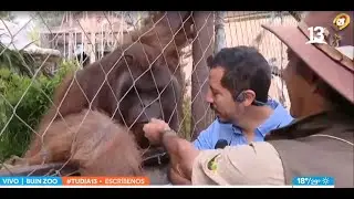 “Sendai” el orangután que rompe corazones en el Buin Zoo. Tu Día, 2023