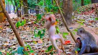 Baby monkey Lily falls from a tree Looking pitiful. #babyleo #monkeys
