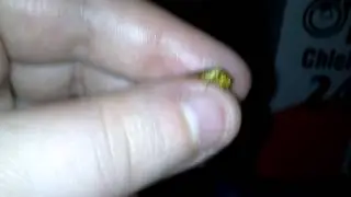 Sawfly