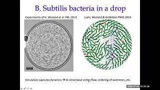 Microswimmers in complex confinement