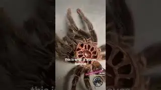 Этот ГИГАНТСКИЙ тарантул только что полинял! 🕷️ 😱 #питомцы #удивительно #паук #животные #потрясаю...