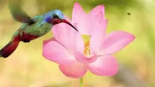 Amazing Backyard Birds in Slow Motion | Relaxing Nature Video